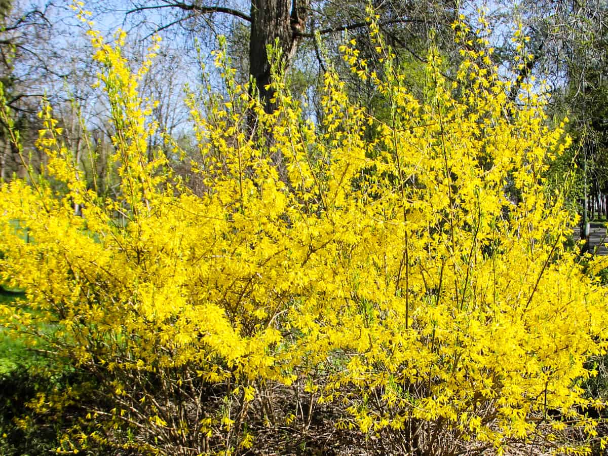 forsythia is very low maintenance