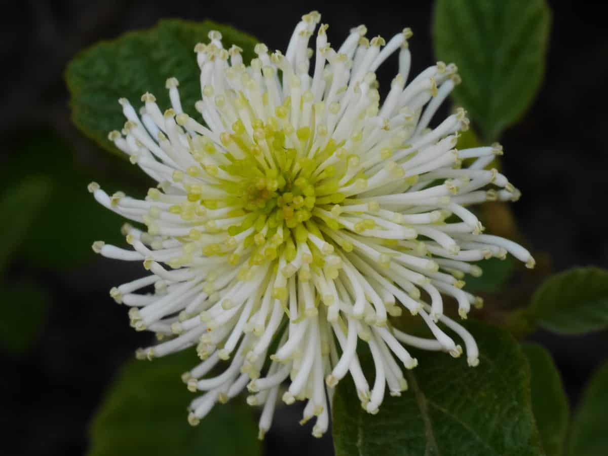 fothergilla is a shady shrub that has long-lasting blooms