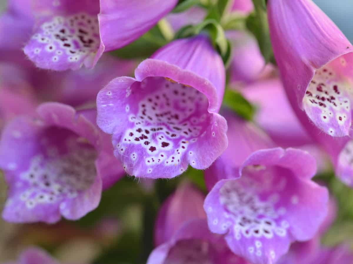 foxglove is highlighted by tall stalks of beautiful flowers