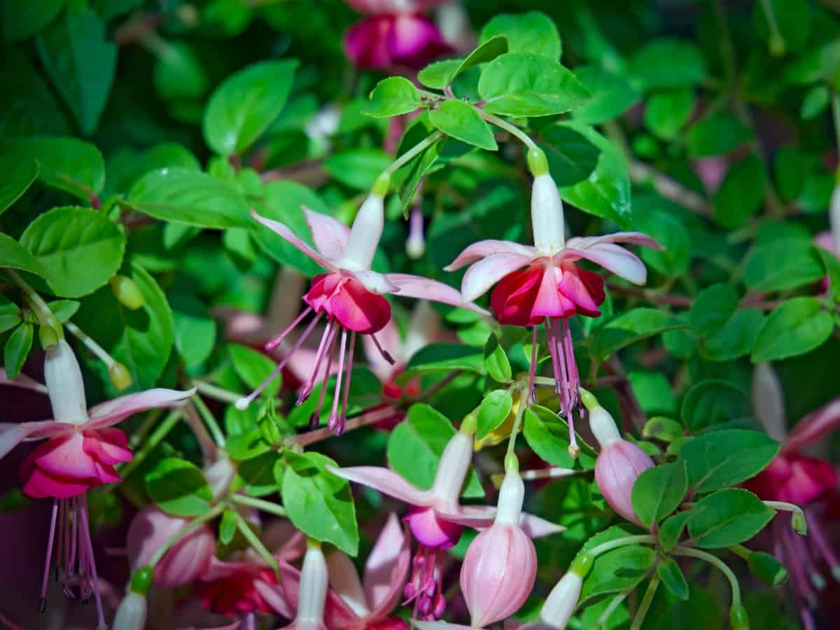 fuschia is a shade-loving hanging basket plant