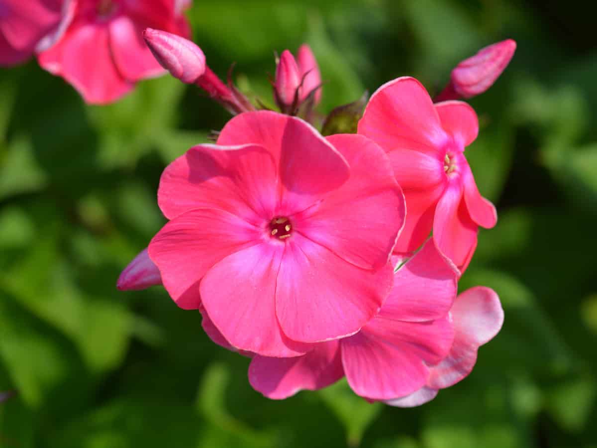 garden phlox offers an extending blooming time