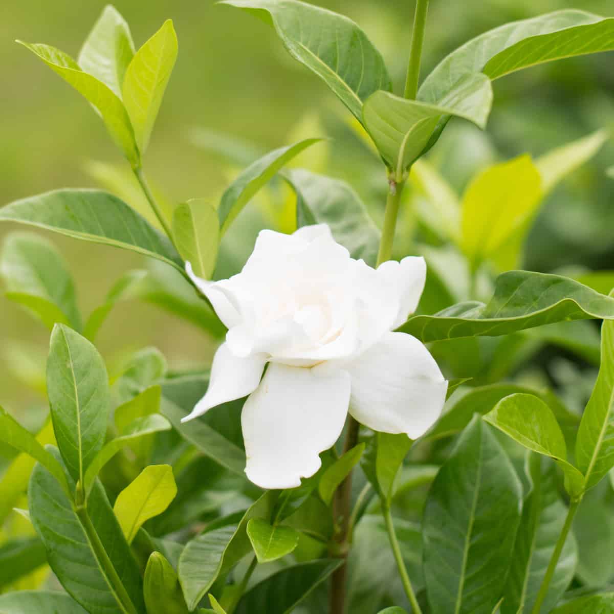 gardenias need a lot of sun whether you plant them indoors or out