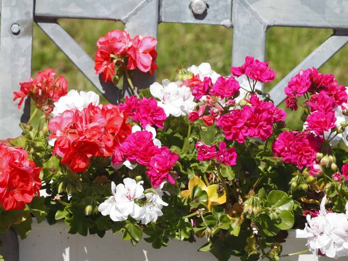 the geranium is ideal for a hanging basket