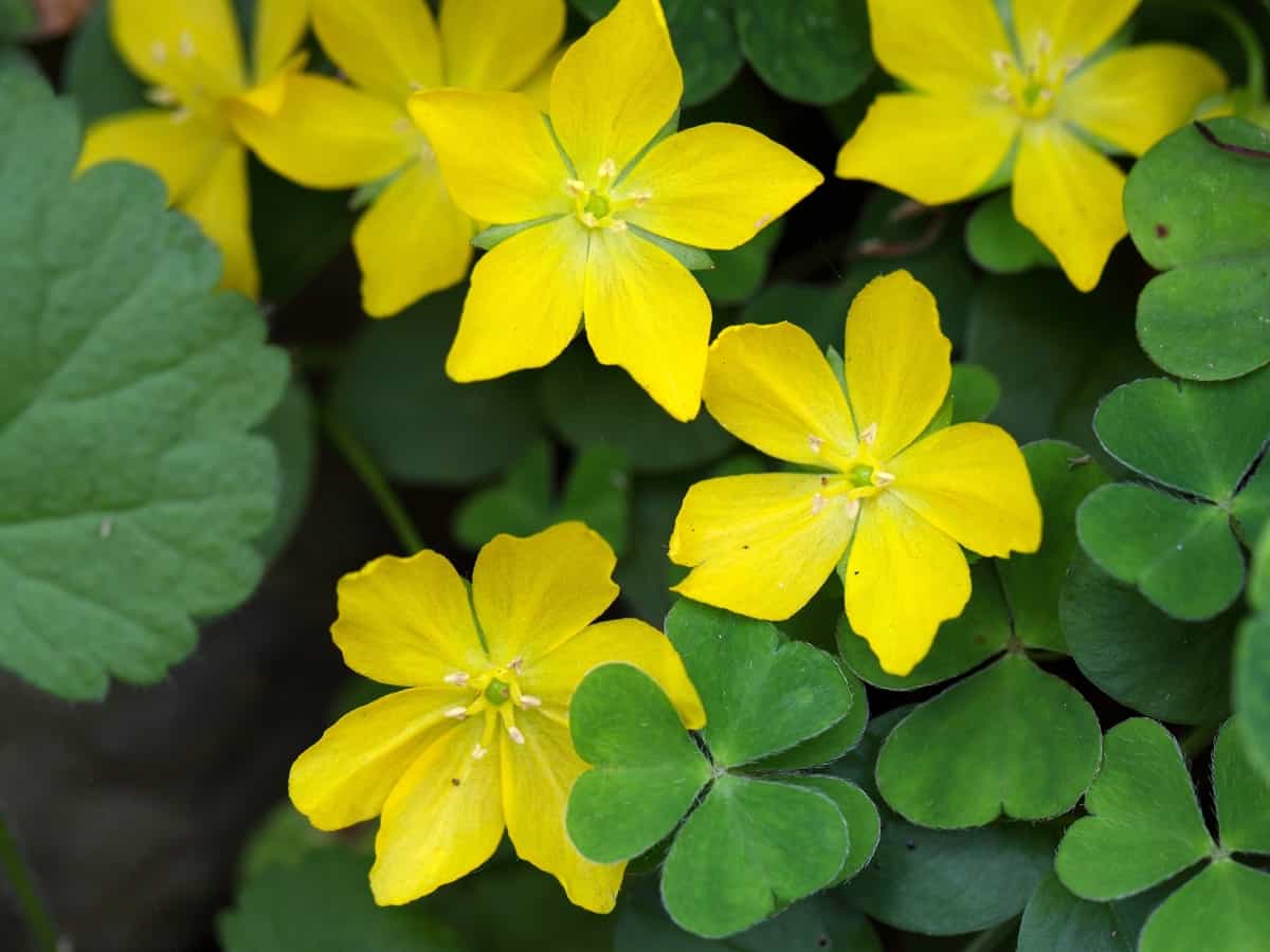 golden creeping Jenny is fast growing