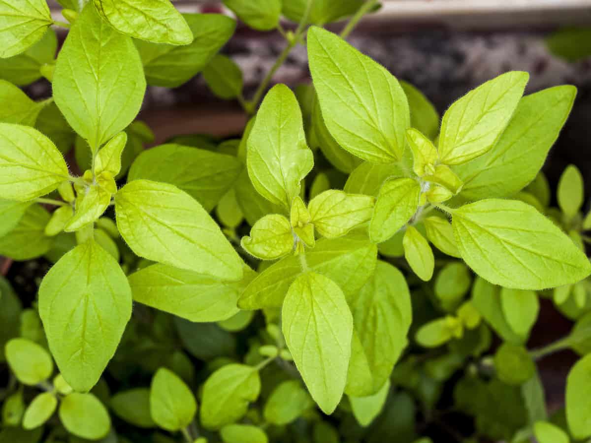 golden oregano is a fast growing ground cover plant that's good enough to eat