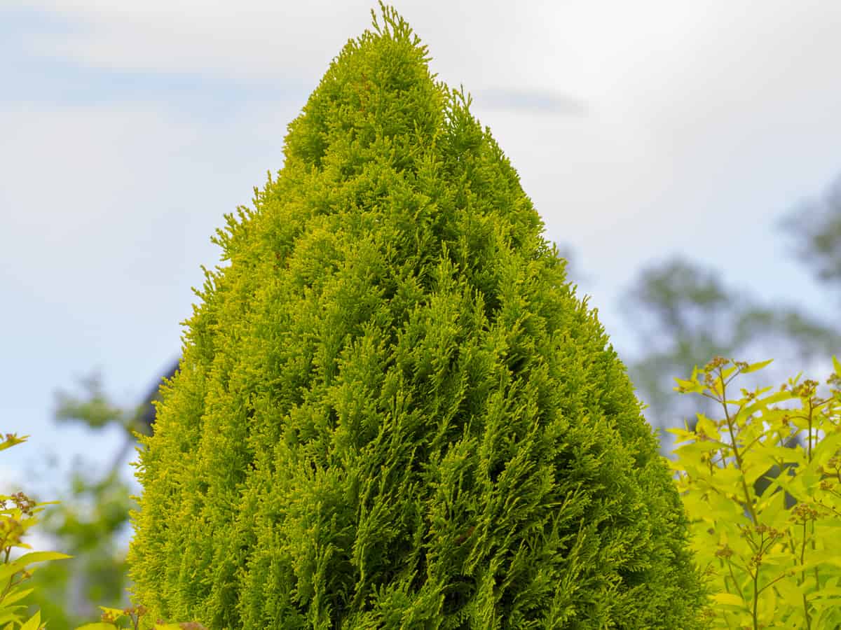 green giant arborvitae is a fast growing privacy shrub