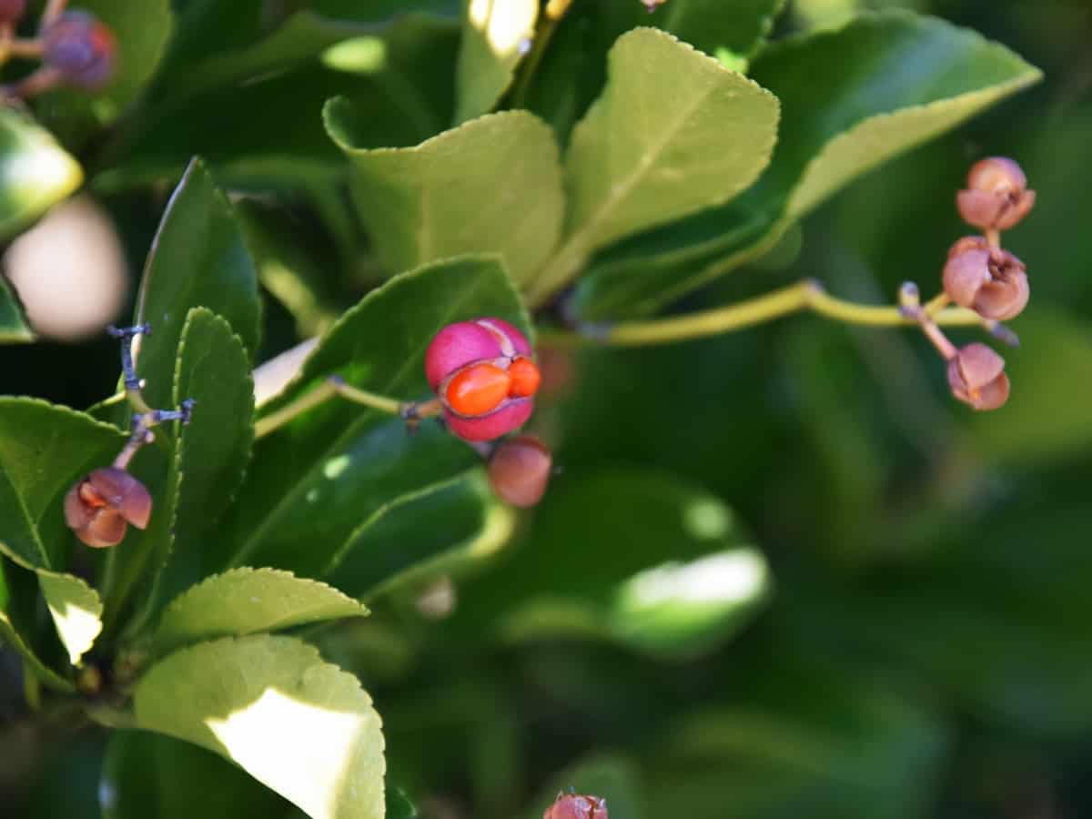 the green spire euonymus is a dwarf tree also known as the Japanese spindle