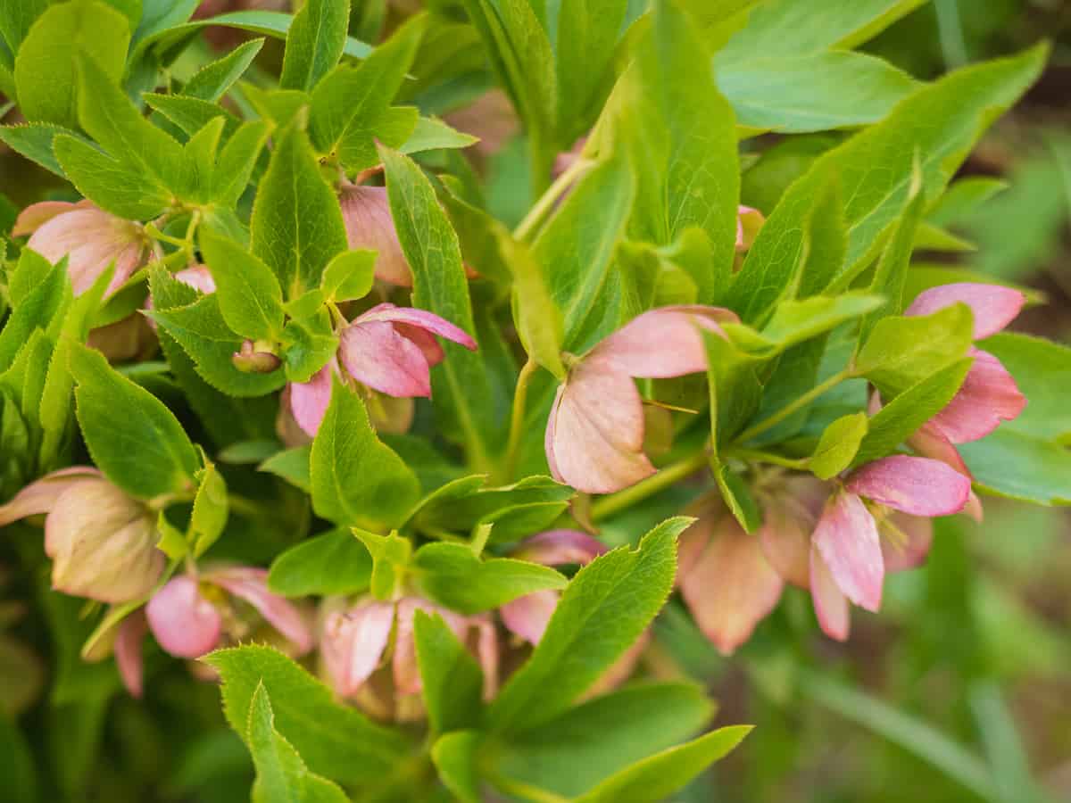 hellebore fits right in perennial gardens