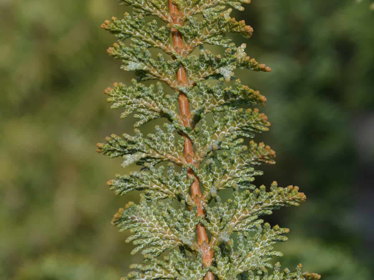 the Hinoki cypress is the perfect dwarf tree for small spaces