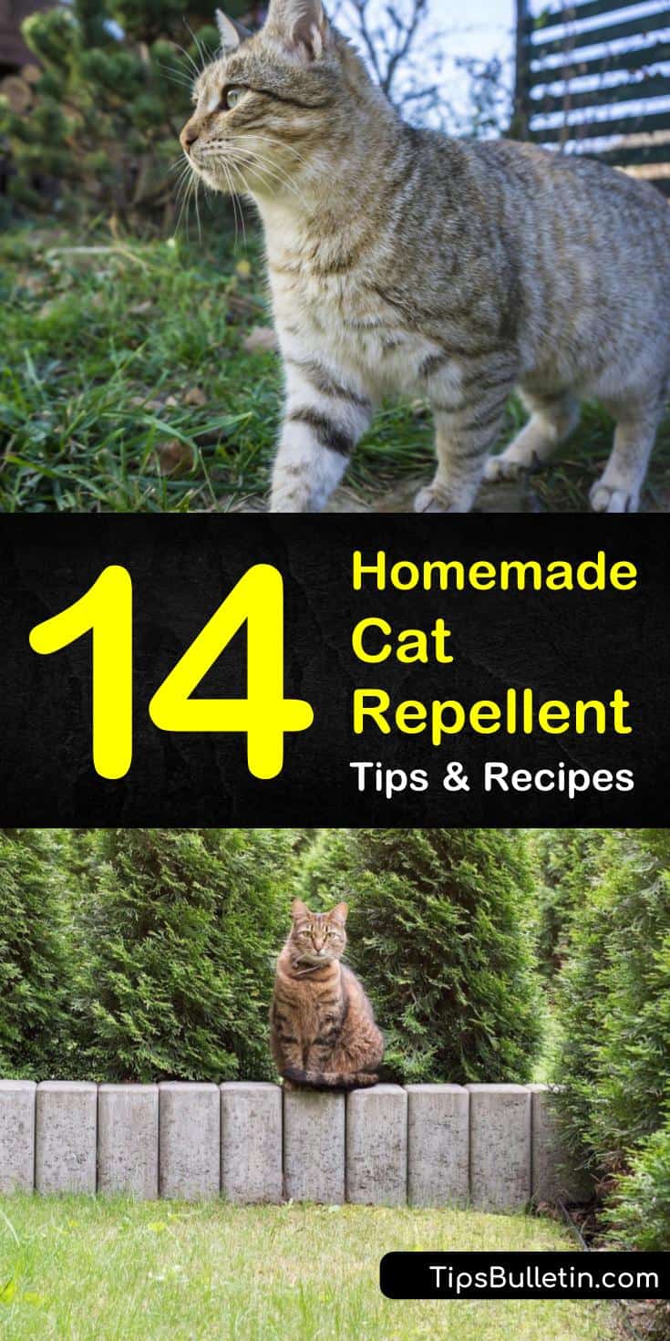 14 Homemade Cat Repellent Tips & Recipes