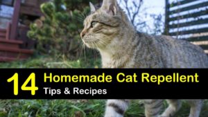 diy cat spray deterrent