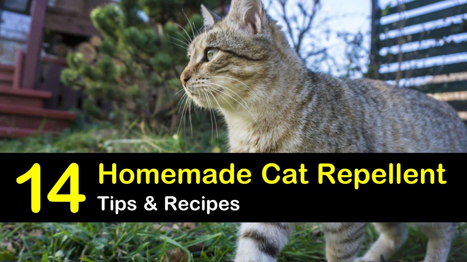 homemade cat repellent titleimg1