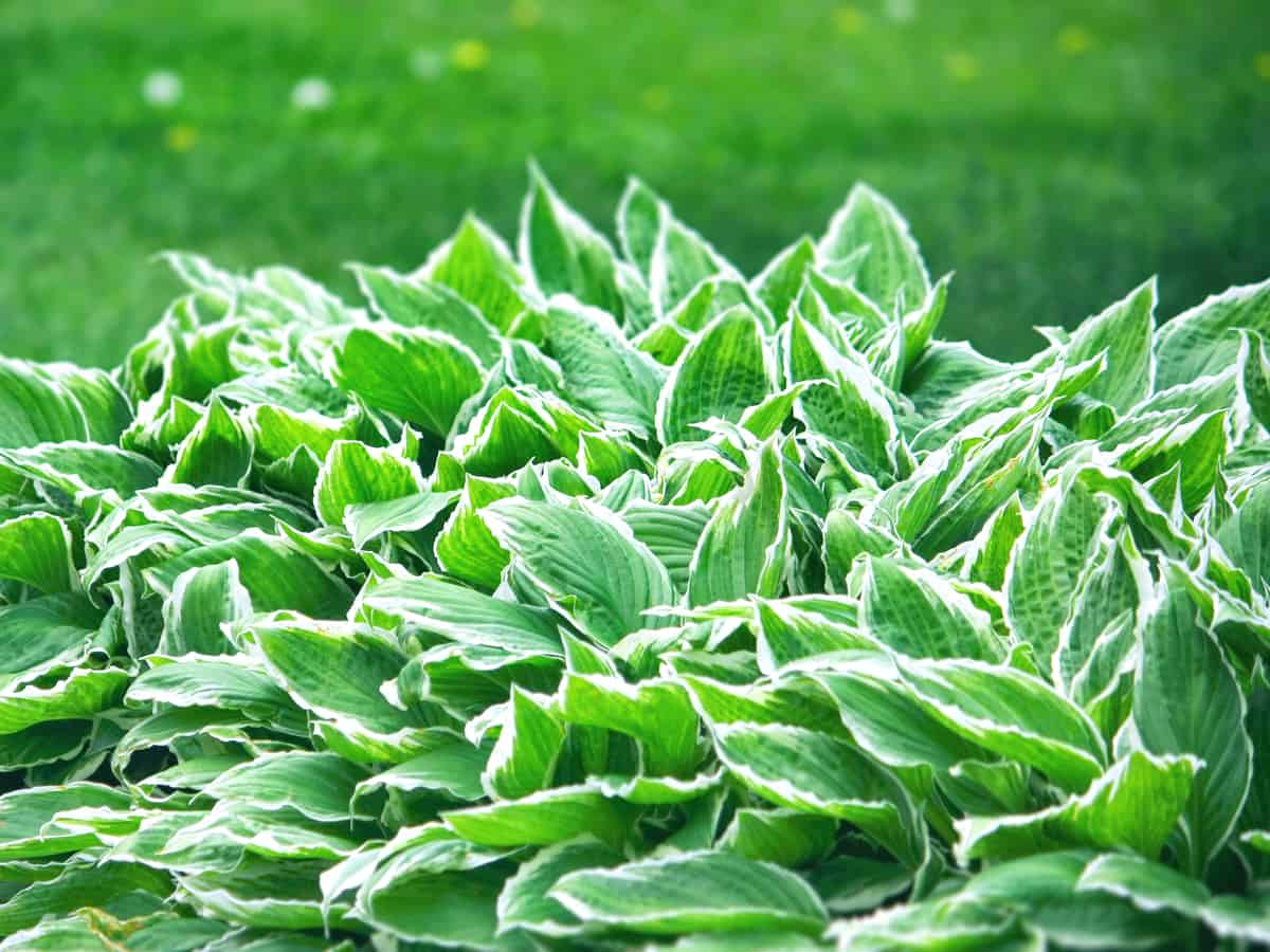 hosta is a beautiful plant for shade