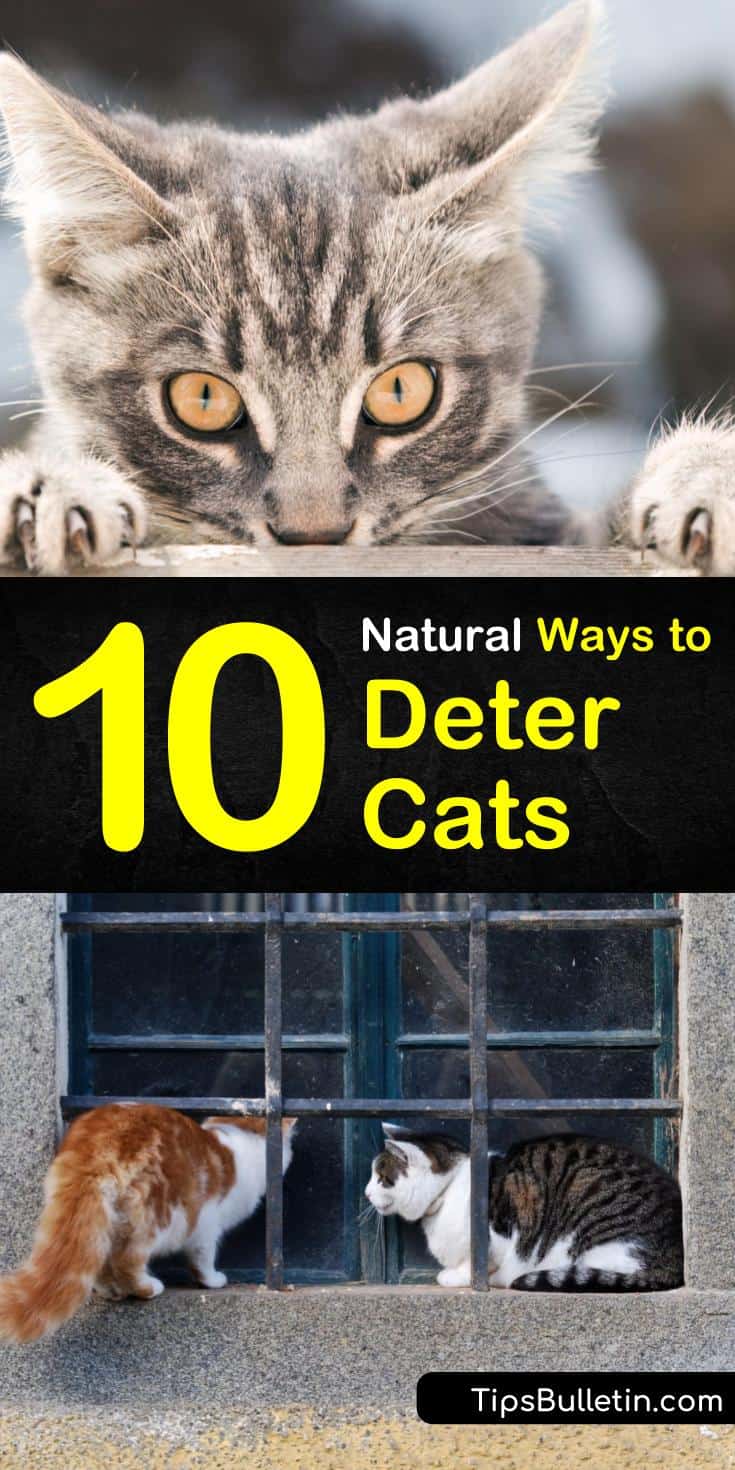 Not all pet lovers want the neighborhood cats invading their yards. If you want to deter cats, dogs, and other animals from your yard there are several things you can try from using essential oils to planting specific plants in your gardens. #cats #naturalcatdeterrent #repelcats