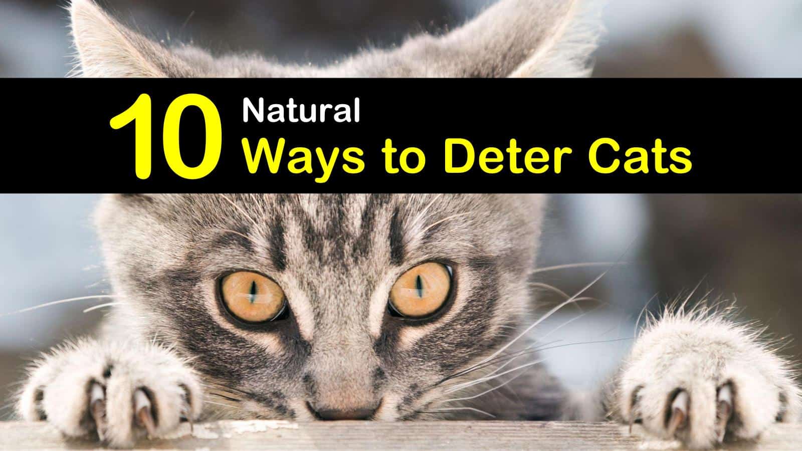 10 Natural Ways to Deter Cats and Keep Them Away
