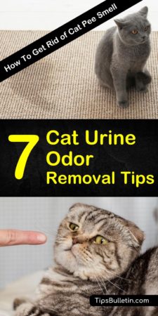 7 Simple Ways to Get Rid of Cat Pee Smell