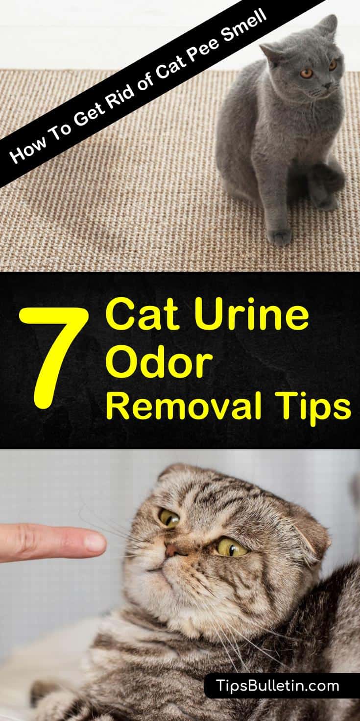 Learn how to get rid of cat pee smell on carpet, furniture, or on clothes. Discover fantastic odor eliminators for pet urine like baking soda and vinegar. Find out which products work best on wood, tile, and on concrete before damaging the finish on your floor. #getrid #cat #pee #smell #urine