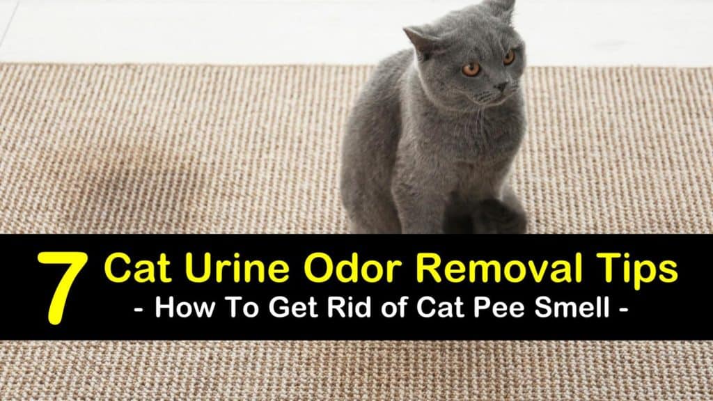 How to Get Rid of Cat Pee Smell - 7 Cat Urine Odor Removal ...