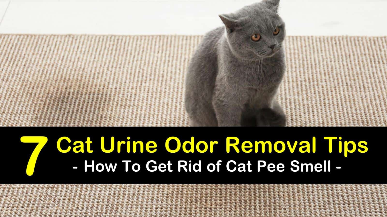 how to get rid of cat pee smell titleimg1