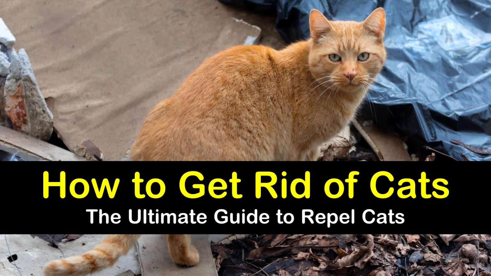 11 Simple Ways to Keep Stray Cats Away from the House