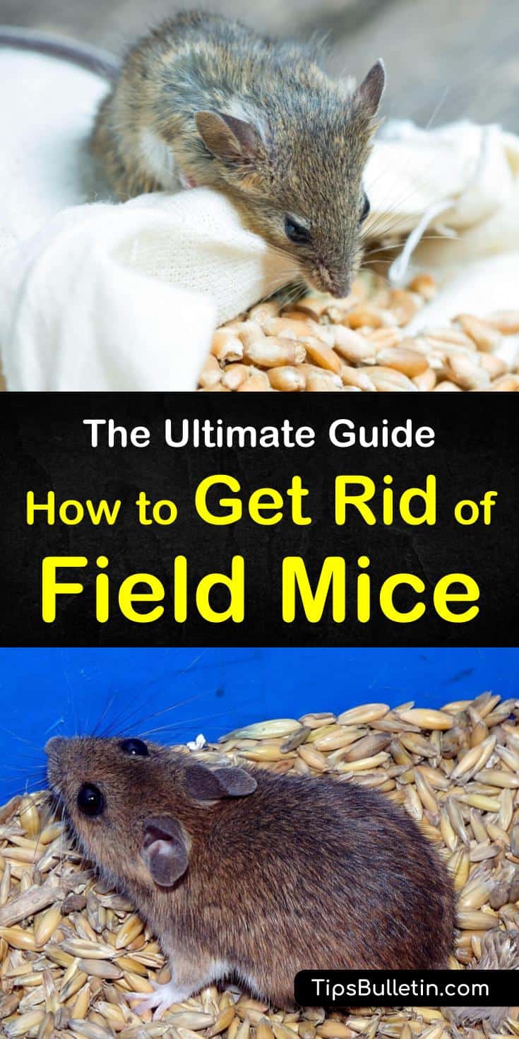 Learn how to get rid of field mice before they take over your home. We will teach you how to use several different methods that deliver amazing results. #fieldmice #pestcontrol #getridofmice