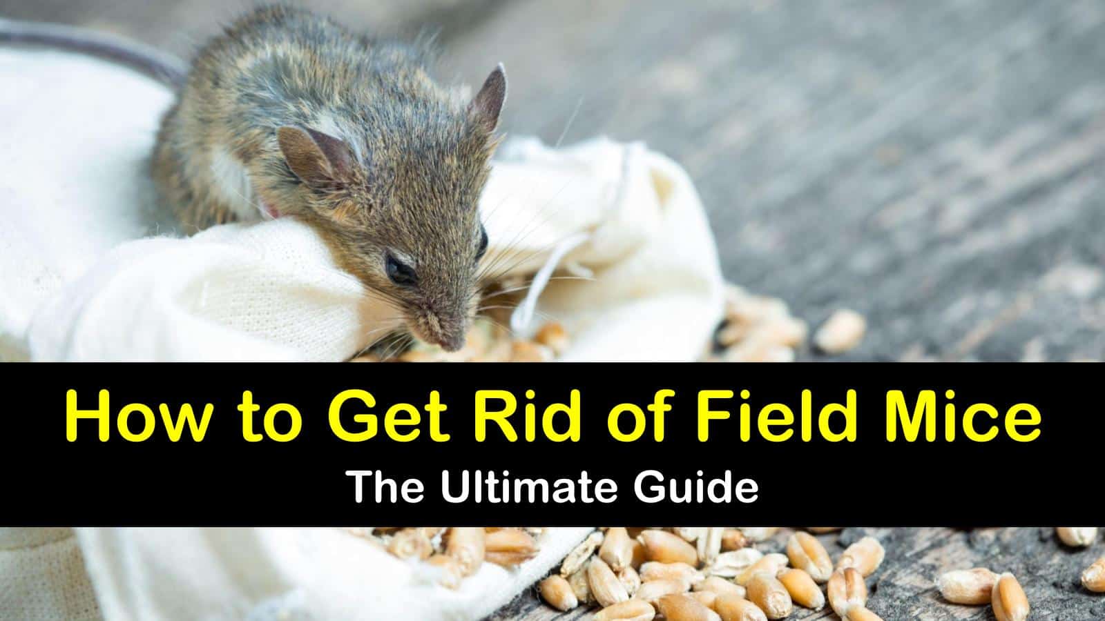 how to get rid of field mice titleimg1