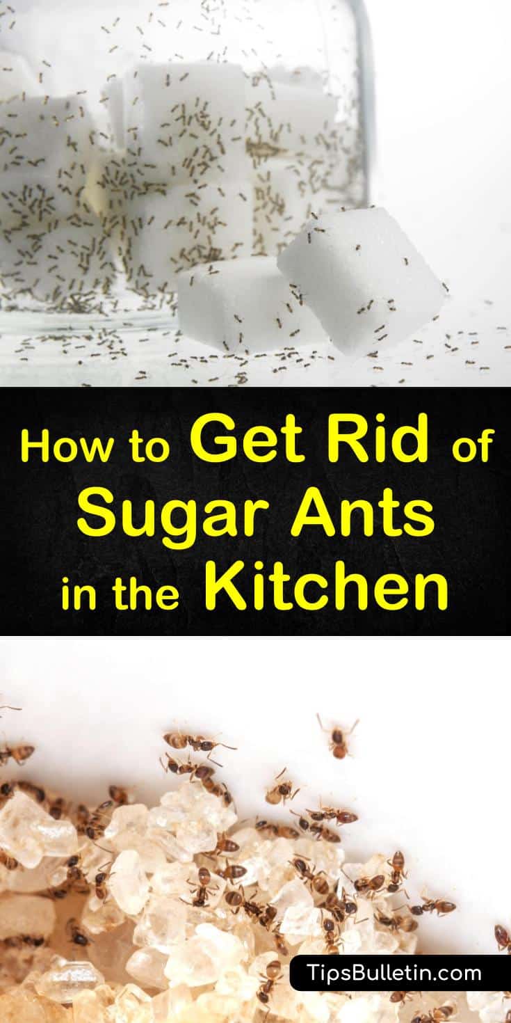 Discover how to get rid of sugar ants in your kitchen with these natural remedy solutions. Using inexpensive ingredients like boric acid and essential oils, you can get rid of sugar ants from your home and keep them out. #sugarants #ants #sugarantkiller