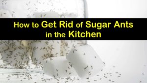 how to get rid of sugar ants in the kitchen titleimg1