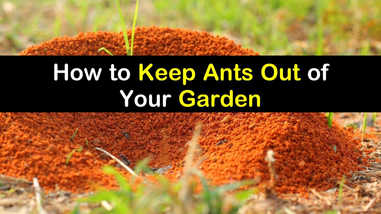 How Do You Get Ants Out Of Your Garden