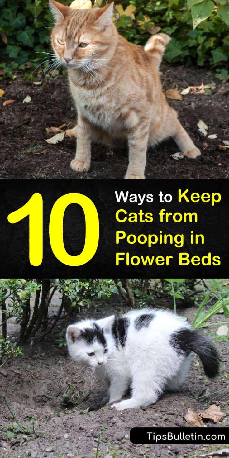 Discover natural ways to keep the neighborhood kitty out of your plants and away from your yard! With these simple solutions, you won’t have to worry about strange cats using your flower bed as a litter box ever again! #catrepellent #keepcatsaway