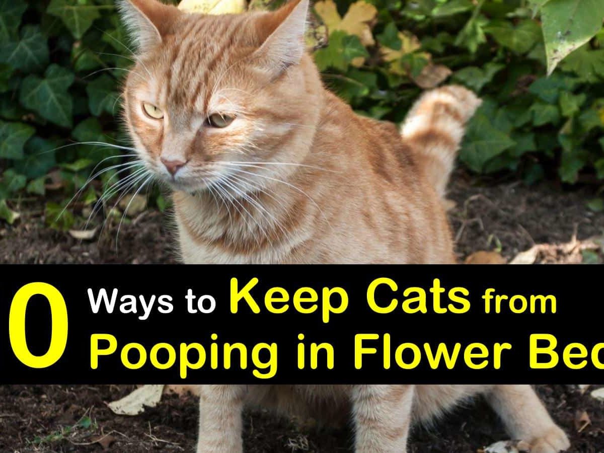 Keep Cats From Ing In Flower Beds, How To Keep A Cat Out Of Your Flower Garden