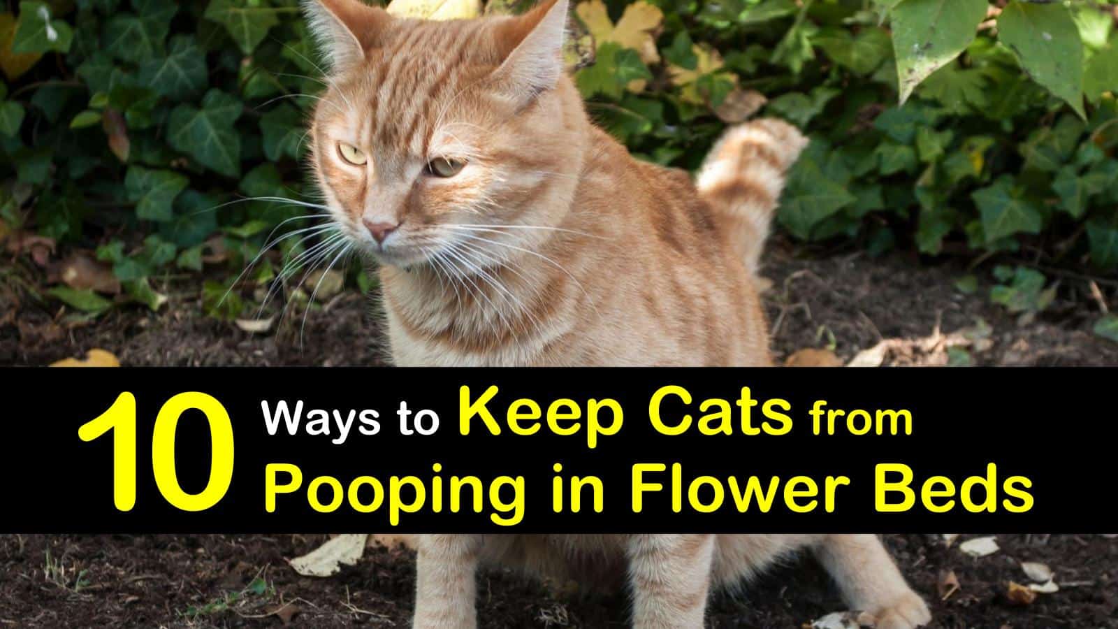 how to keep cats from pooping in flower beds titleimg1