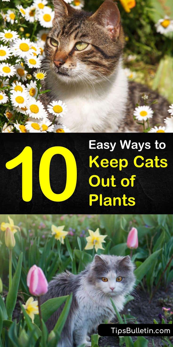 Learn how to keep cats out of plants with our guide, and discover how to keep kitty from treating your gardens, pots, yards, and raised beds like a litter box. Your houseplant and family will thank you! #plants #repelling #cats #straycats
