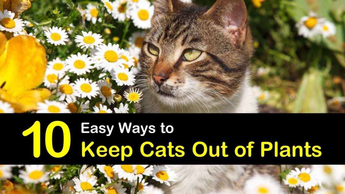10 Easy Ways to Keep Cats Out of Plants