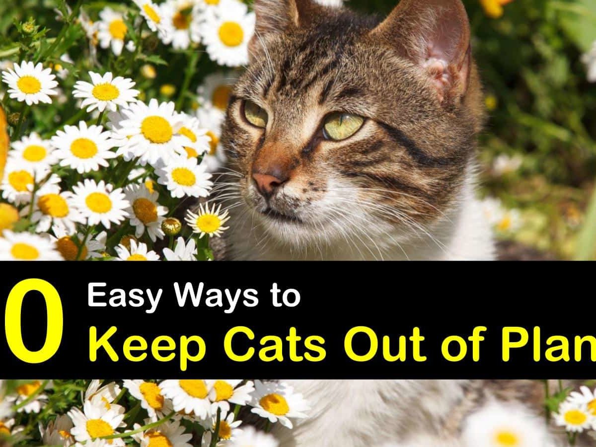How To Repel Cats Keeping Out Of