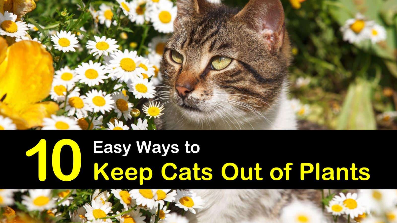 how to keep cats out of plants titleimg1