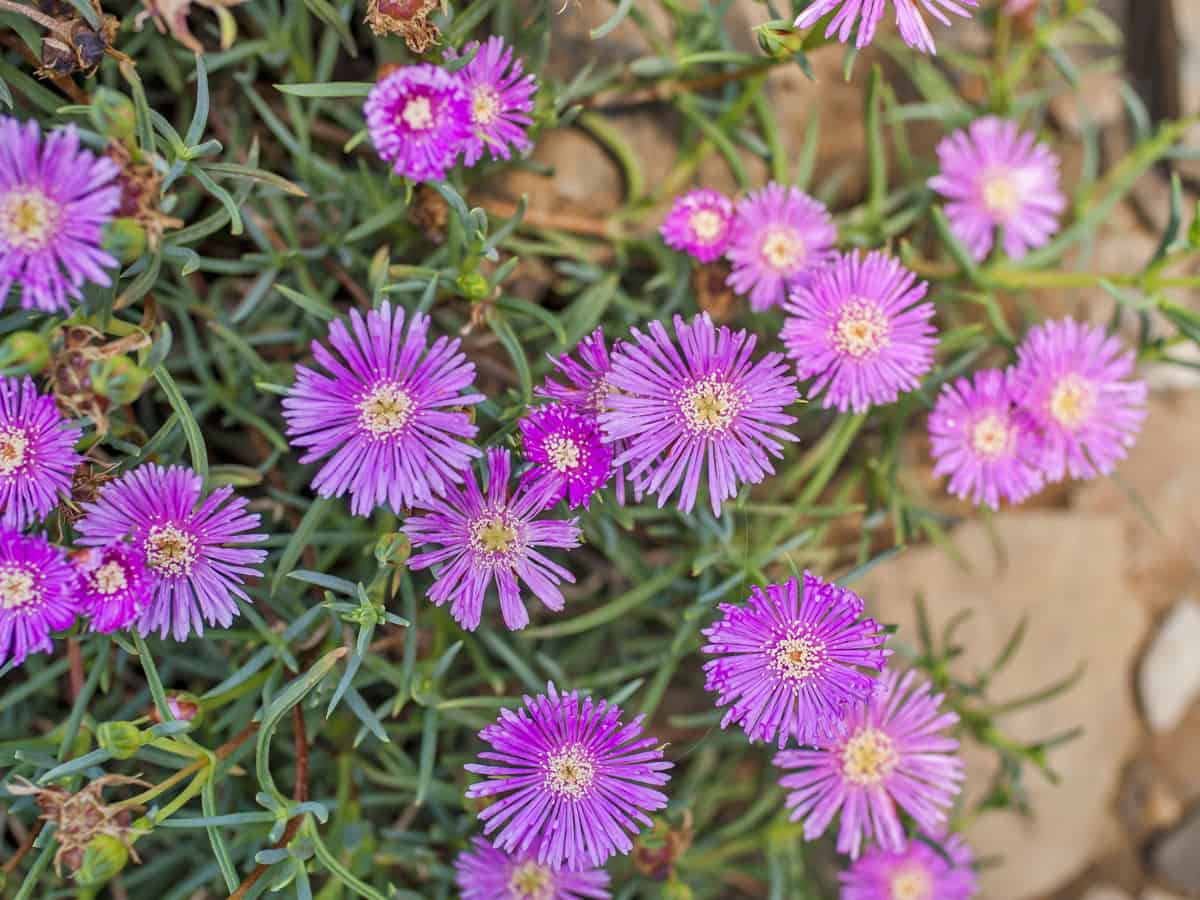 ice plant is a fast growing ground cover perfect for a rock garden