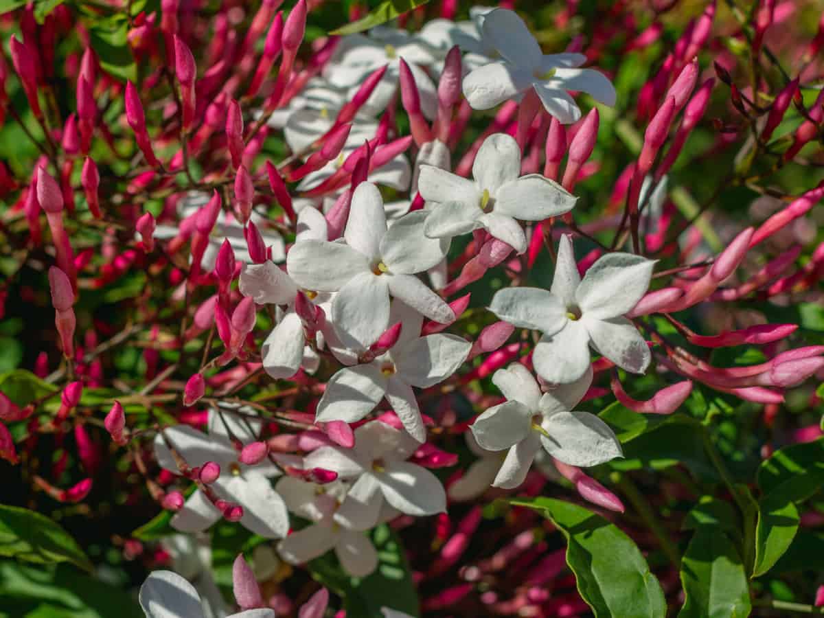 indoor jasmine blooms in the cooler months