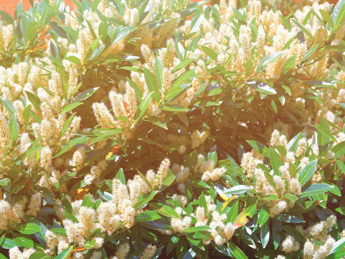 Itea sweetspire is a perennial shrub for shade