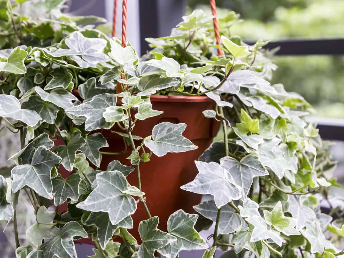 ivy is an evergreen perennial plant