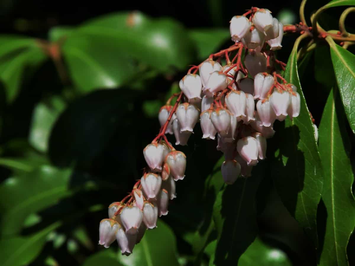 Japanese andromeda is also called Lily of the Valley