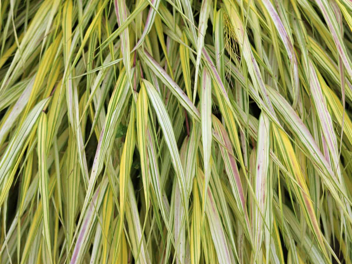 Japanese forest grass is an exotic perennial for shade