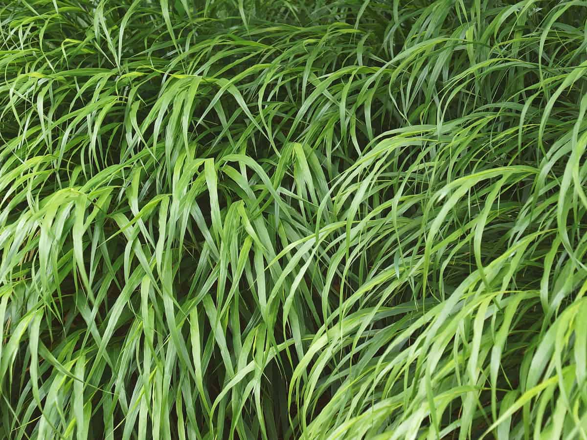 Japanese forest grass likes partial rather than full shade