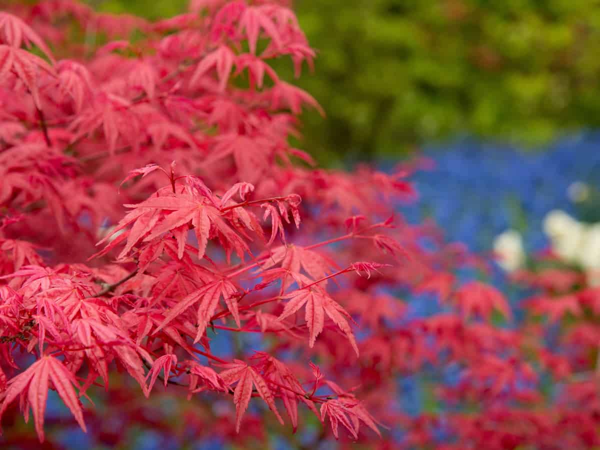 the Japanese maple is suited for small spaces indoors and out