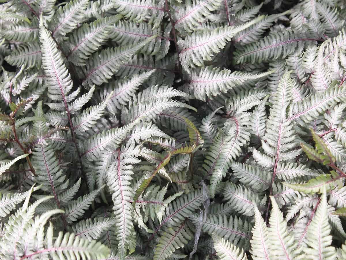 the elegant Japanese painted fern comes in a variety of colors