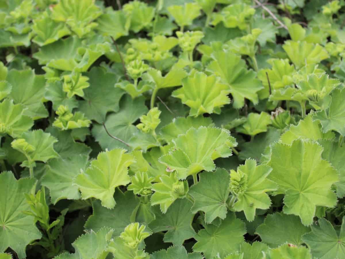 lady's mantle has pretty leaves and flowers