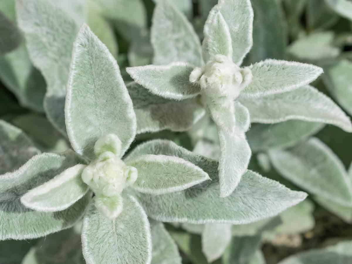 lamb's ear is a beautiful fuzzy plant