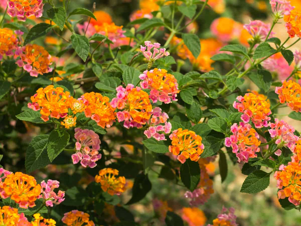 lantana has small bright flowers