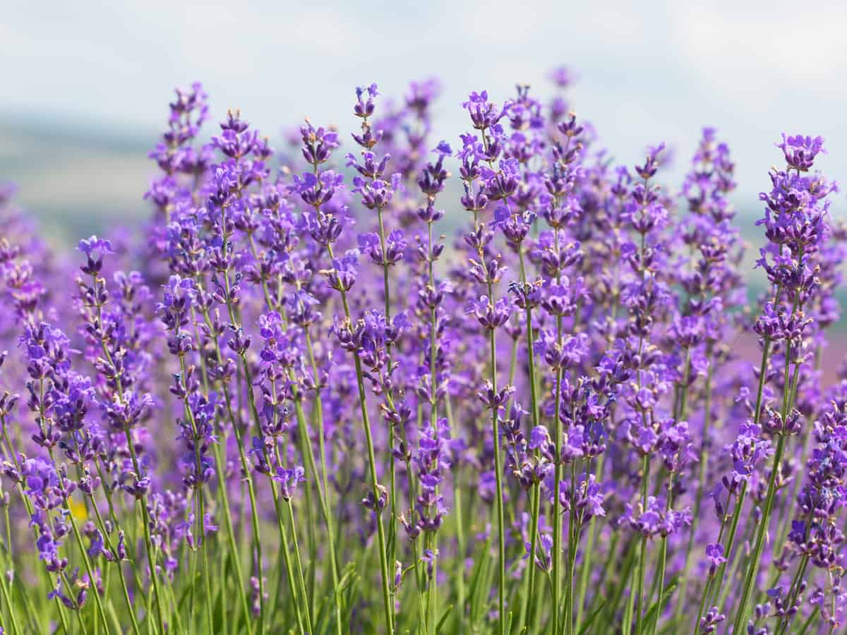 lavender is a favorite perennial