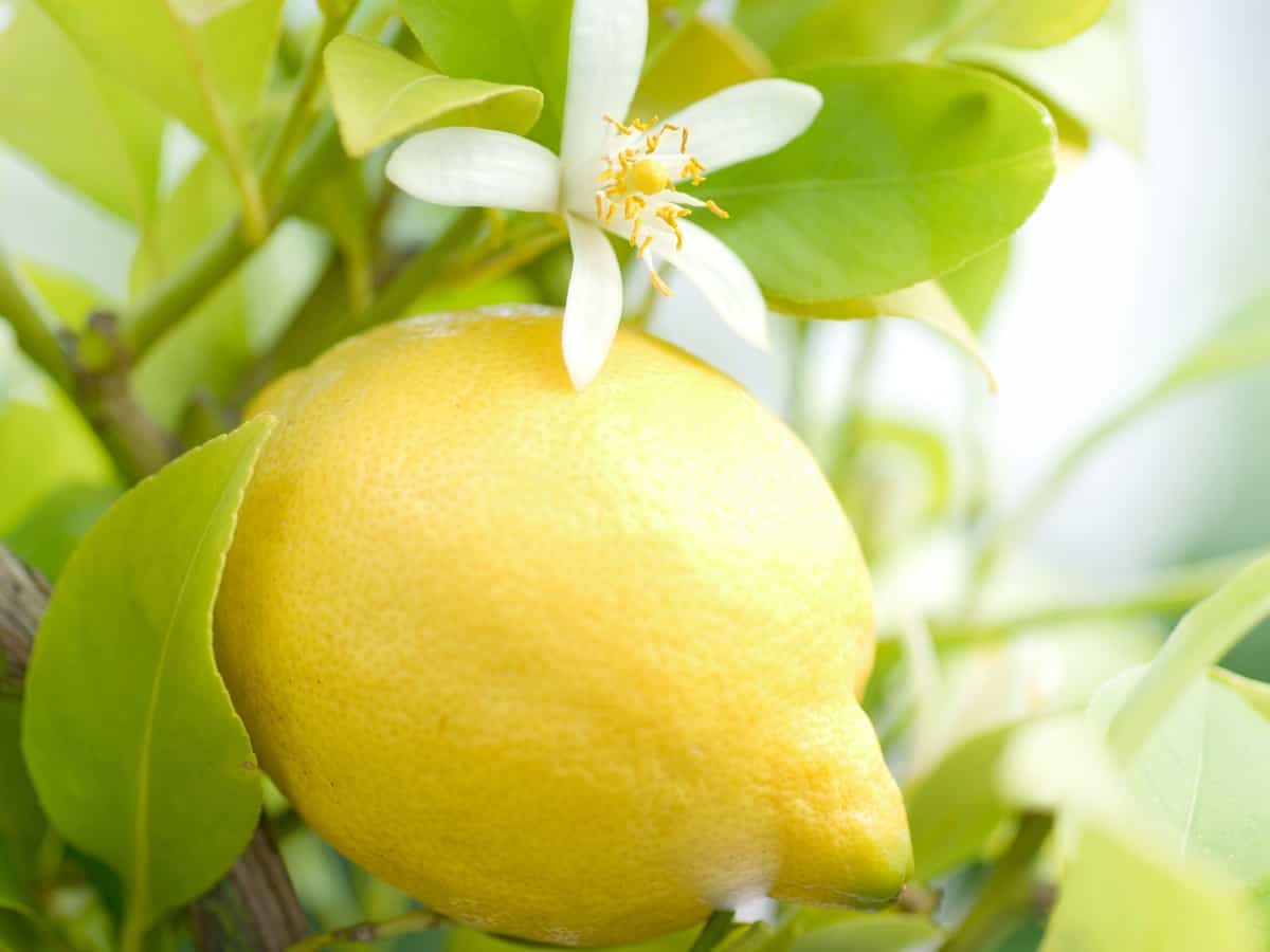 the sweet lemon tree smells like Heaven